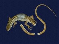 藏品(蓬萊草蜥)的圖片